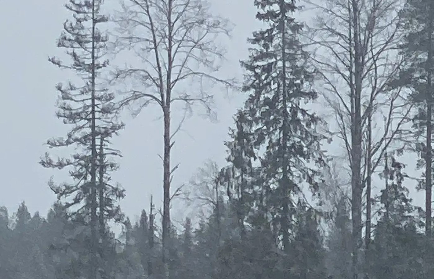 Зимний вепсский лес