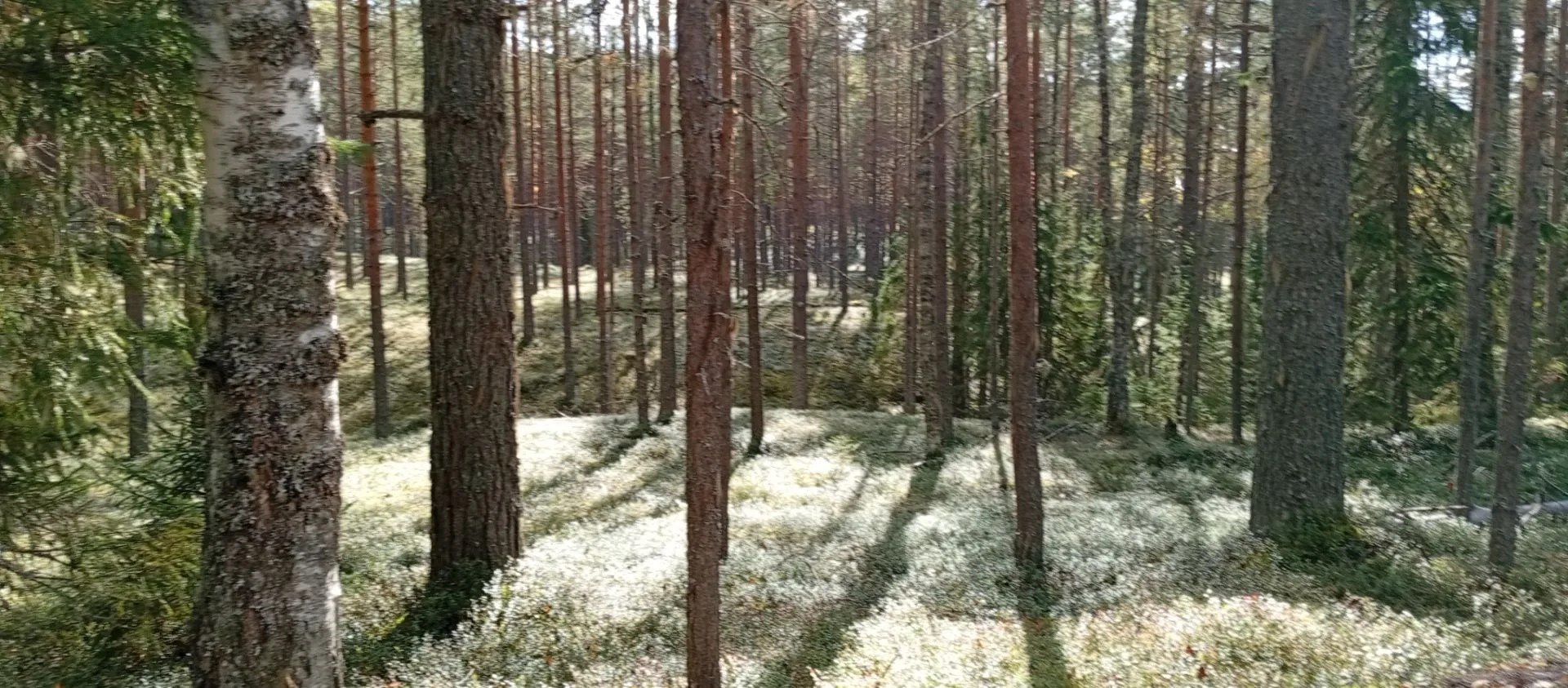 Леса Вепсского края